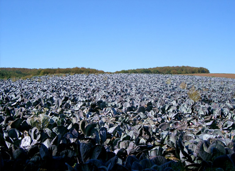 Un campo de col roja.