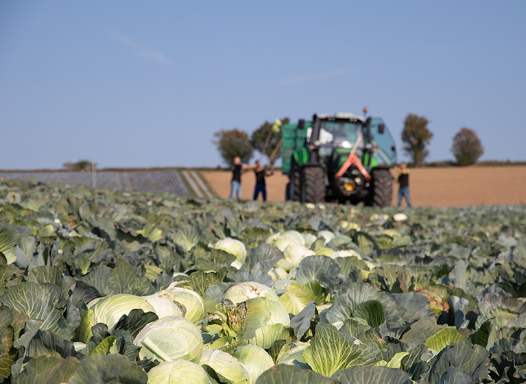 Ayudantes de la cosecha trabajando en el campo de coles.