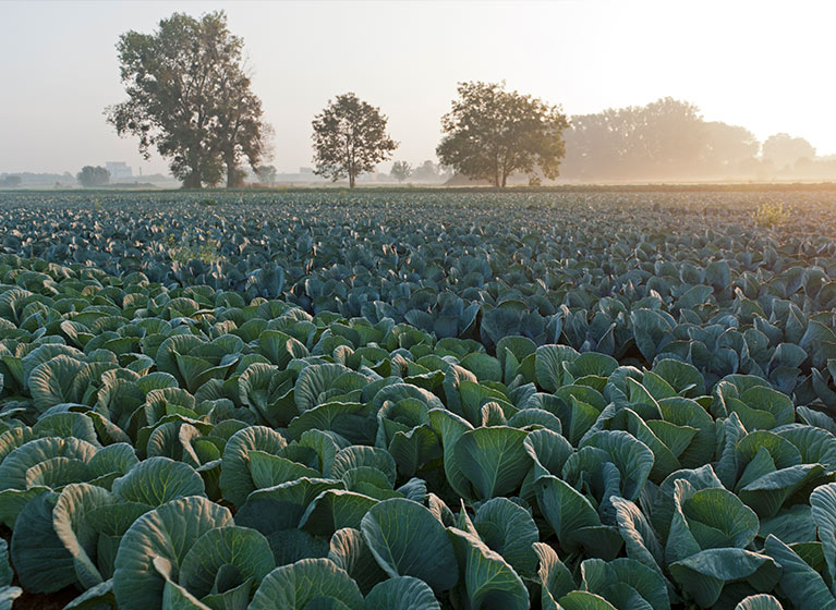 Un campo de coles en la niebla matinal.