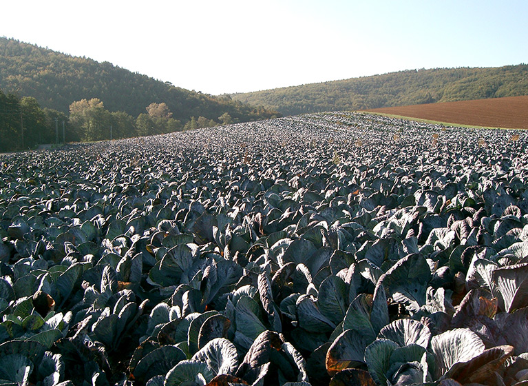 Un campo de col roja.