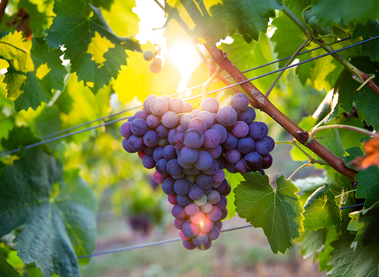 Uvas en una planta de uva.